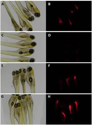 Bioactivities and Extract Dereplication of Actinomycetales Isolated From Marine Sponges